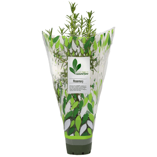 Natural Fare Potted Plant Rosemary.