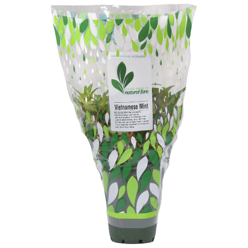 Natural Fare Potted Plant Vietnamese Mint