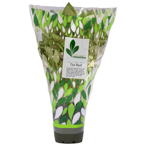 Natural Fare Potted Plant Thai Basil