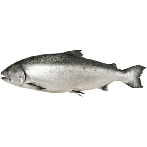 NZ Whole Salmon Gilled And Gutted (Prefrozen) per kg