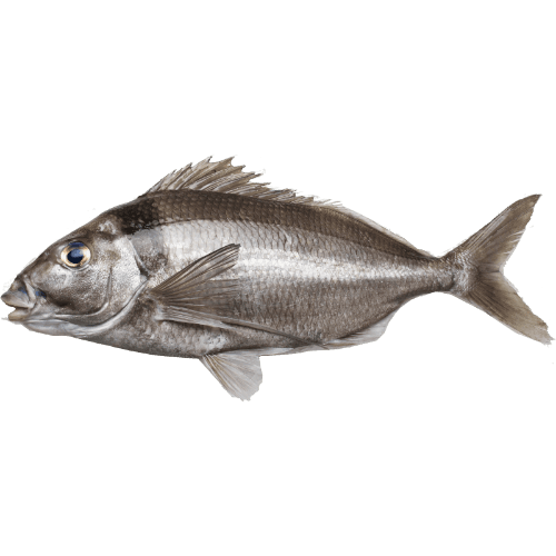 New Zealand NZ Whole Terakihi (Prefrozen) per kg