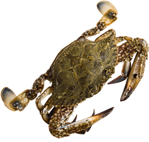 Whole Extra Large Mud Crab Frozen per kg