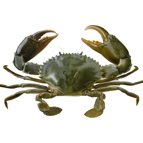 Frozen Mud Crab Sections Mixed Grade per kg