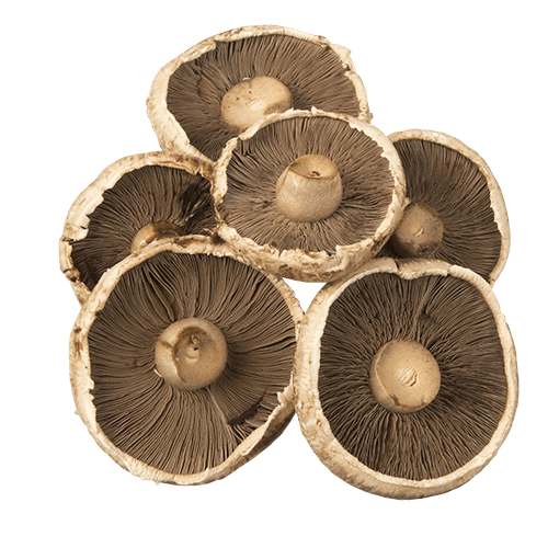 Portobello Mushrooms per kg