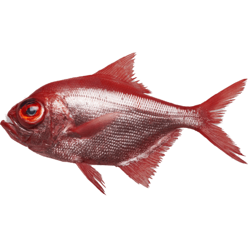 Lee Fish Whole Alfonsino Line Caught