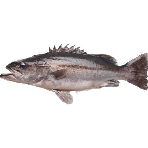 Lee Fish Whole Hapuka Line Caught