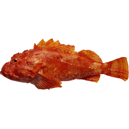 Lee Fish Whole Scorpion Fish Line Caught