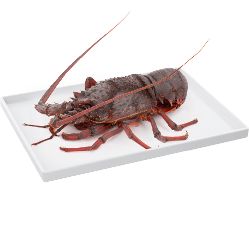 Lee Fish Live Lobster