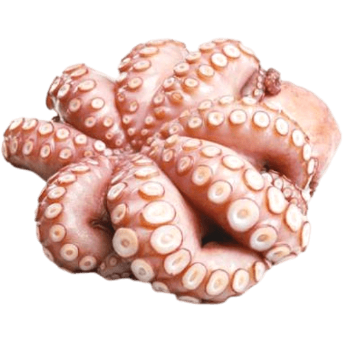 Nishin Whole Giant Ball Octopus 15 kg