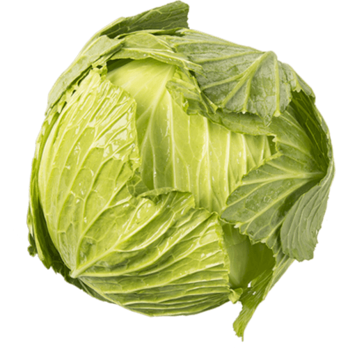 Green NZ Cabbage