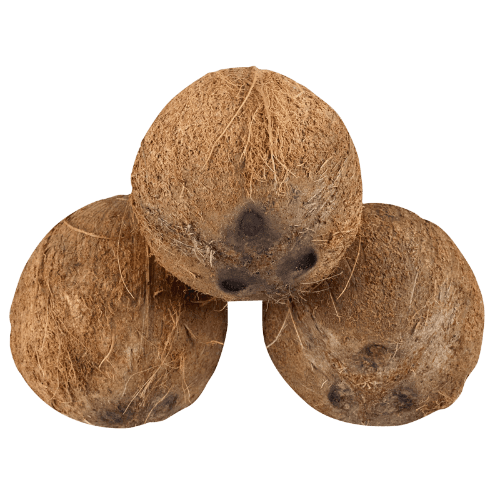 Coconut