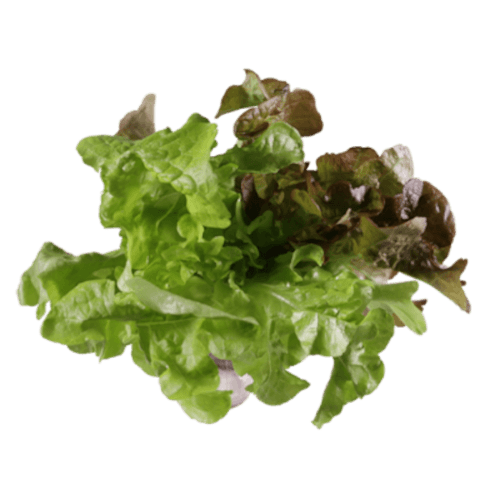 Hydro Green Lettuce