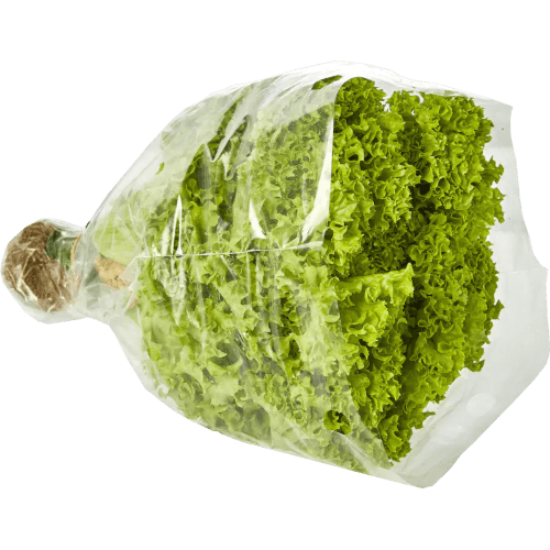 Hydroponic Lettuce