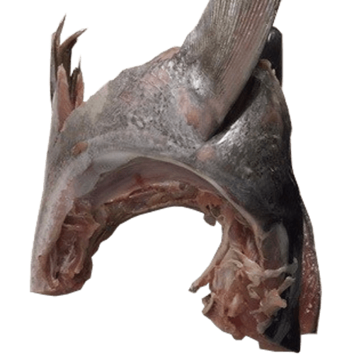 Fins / Collars Tuna per kg