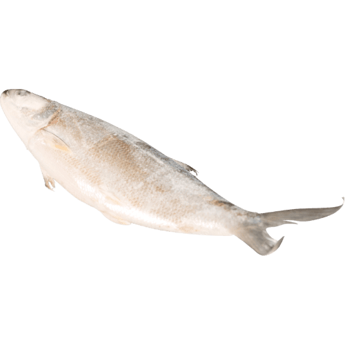 Frozen Whole Milk Fish