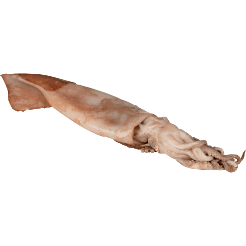 Whole Frozen Squid
