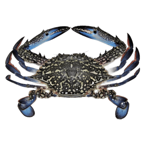 Nishin Whole Blue Swimming Crab 12 kg