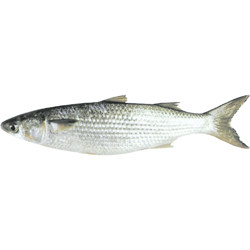 United Fisheries Ltd Whole Mullet 600 g / 800 g 10 kg