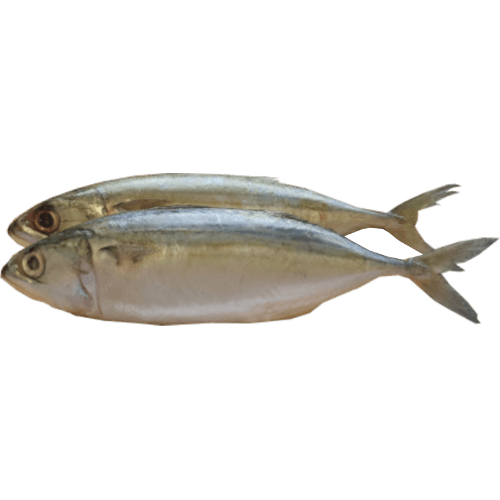 Sea Treasure Seafoods Whole Round Indian Mackerel