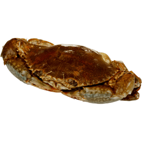 Whole Mud Crab per kg