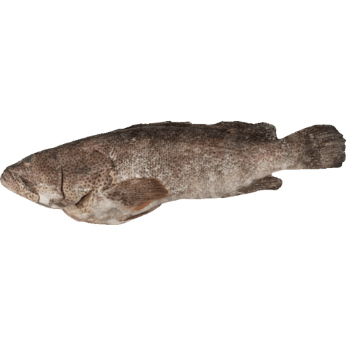 Sea Treasure Seafood Whole Gutted Scaled Grouper 16 kg