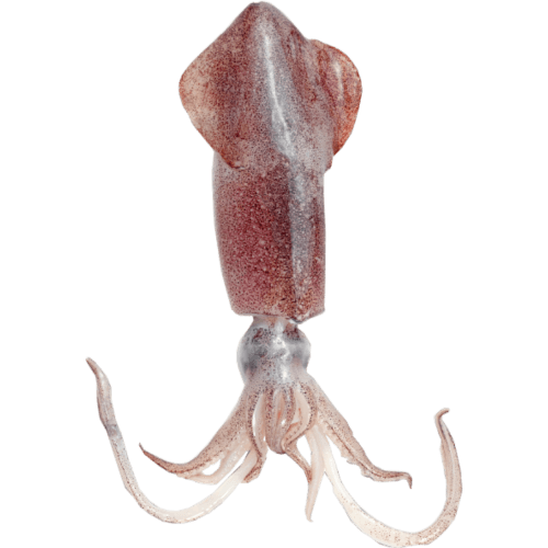 Sea Treasure Seafood Loligo Squid Whole 20-25cm Iwp Squid 5 kg