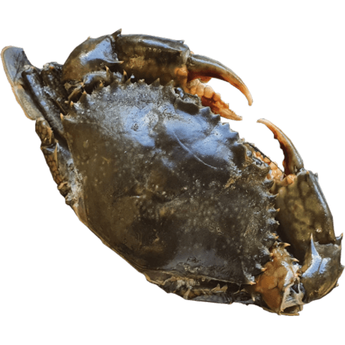 Sea Treasure Seafoods Whole Madasgar 300-500 Mud Crab