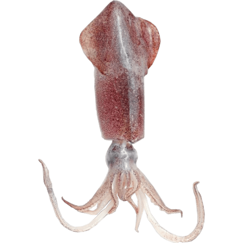 Sea Treasure Seafoods Loligo Squid Whole 15-20cm
