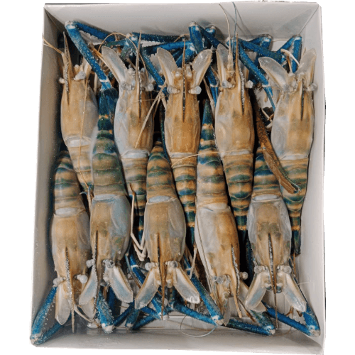 Nishin Fresh Water Prawns