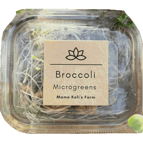 Mama Kali's Farm Broccoli Microgreen
