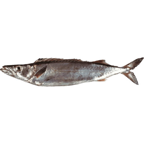 Talley's Fillets PPK Fresh NZ Gemfish
