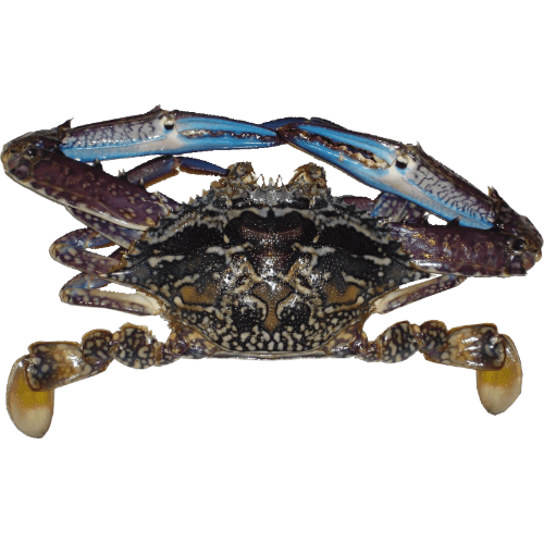Nishin Whole Blue Swimming Crab per kg