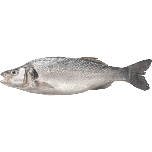Nishin Sea Bass China Sea Whole Fish 600/800 750 g