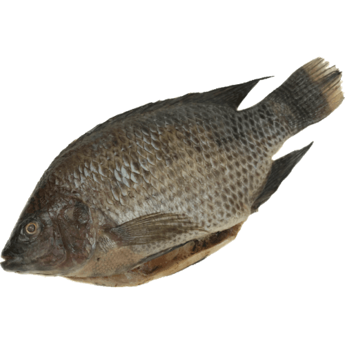 Whole Tilapia Fish (Frozen)