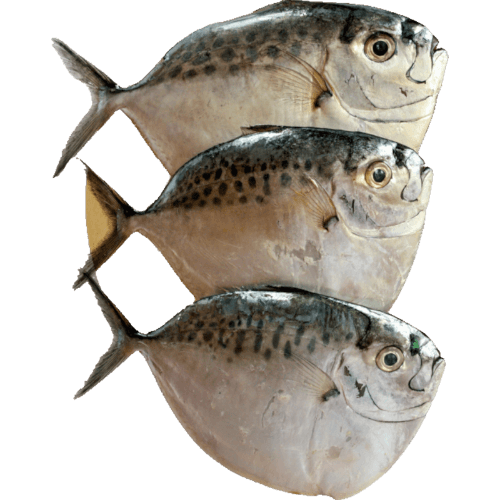 Sea Treasure Seafoods Moonfish