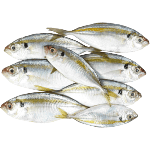 Sea Treasure Seafoods Yellow Stipe Trevally  16/20