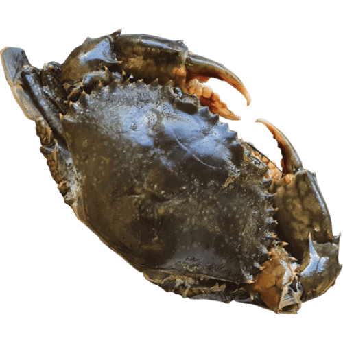 Sea Treasure Seafoods Whole Madagascar 200-300g Mud Crab