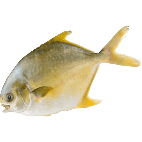 Sea Treasure Seafoods Whole 200/300 Golden Pompano
