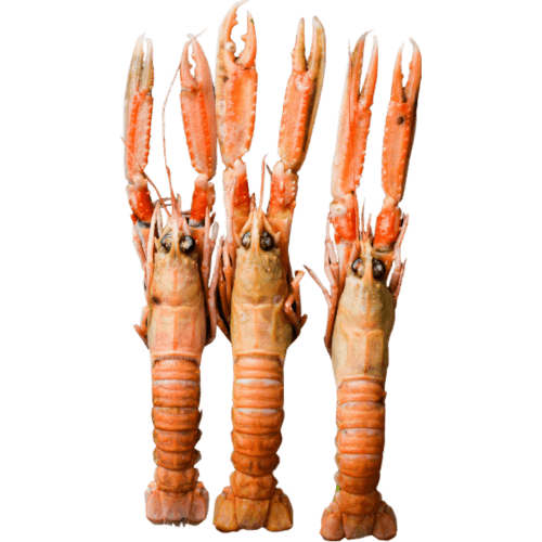 Sea Treasure Seafoods Langoustine Scampi Whole 8/12