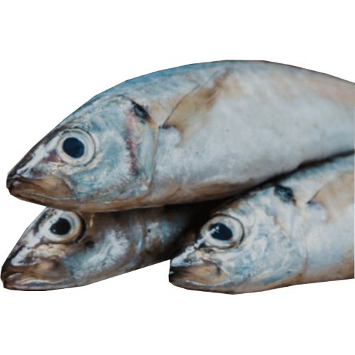 Nishin Whole Round Round Scad Fish