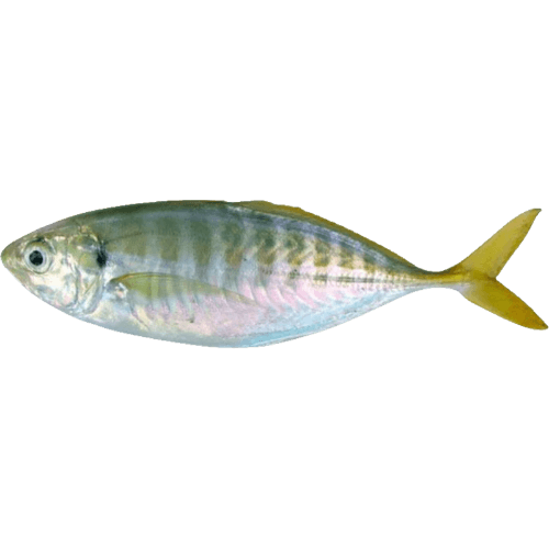 Sea Treasure Seafoods Yellowtail Mackerel WR 6/10
