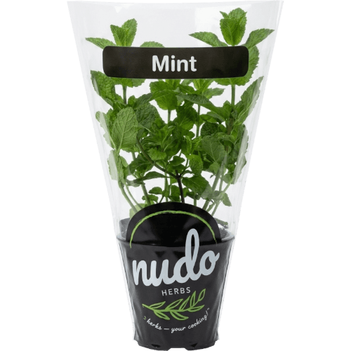 Nudo Mint Herbs