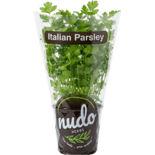 Nudo Fresh Italian Parsley 9cm Pot