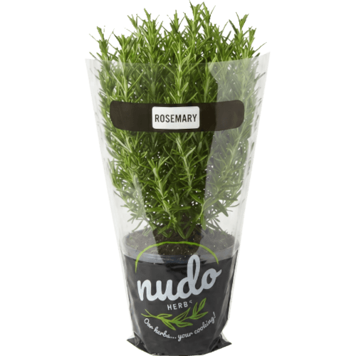 Nudo Fresh Rosemary 9cm Pot