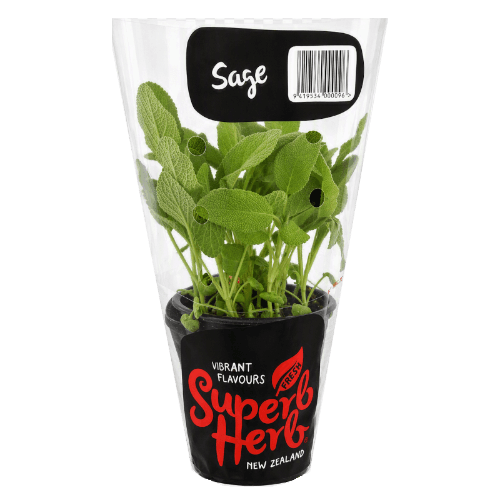 Potted Sage