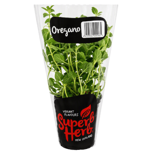 Potted Oregano