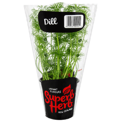 Potted Dill