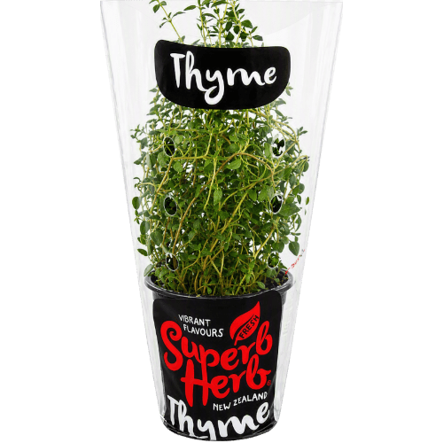 Potted Thyme