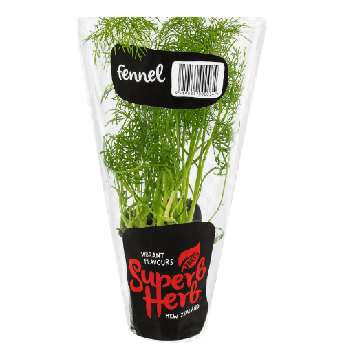 Potted Fennel