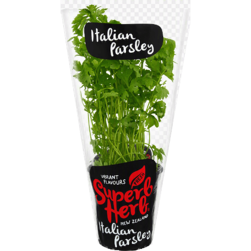 Potted Italian Parsley